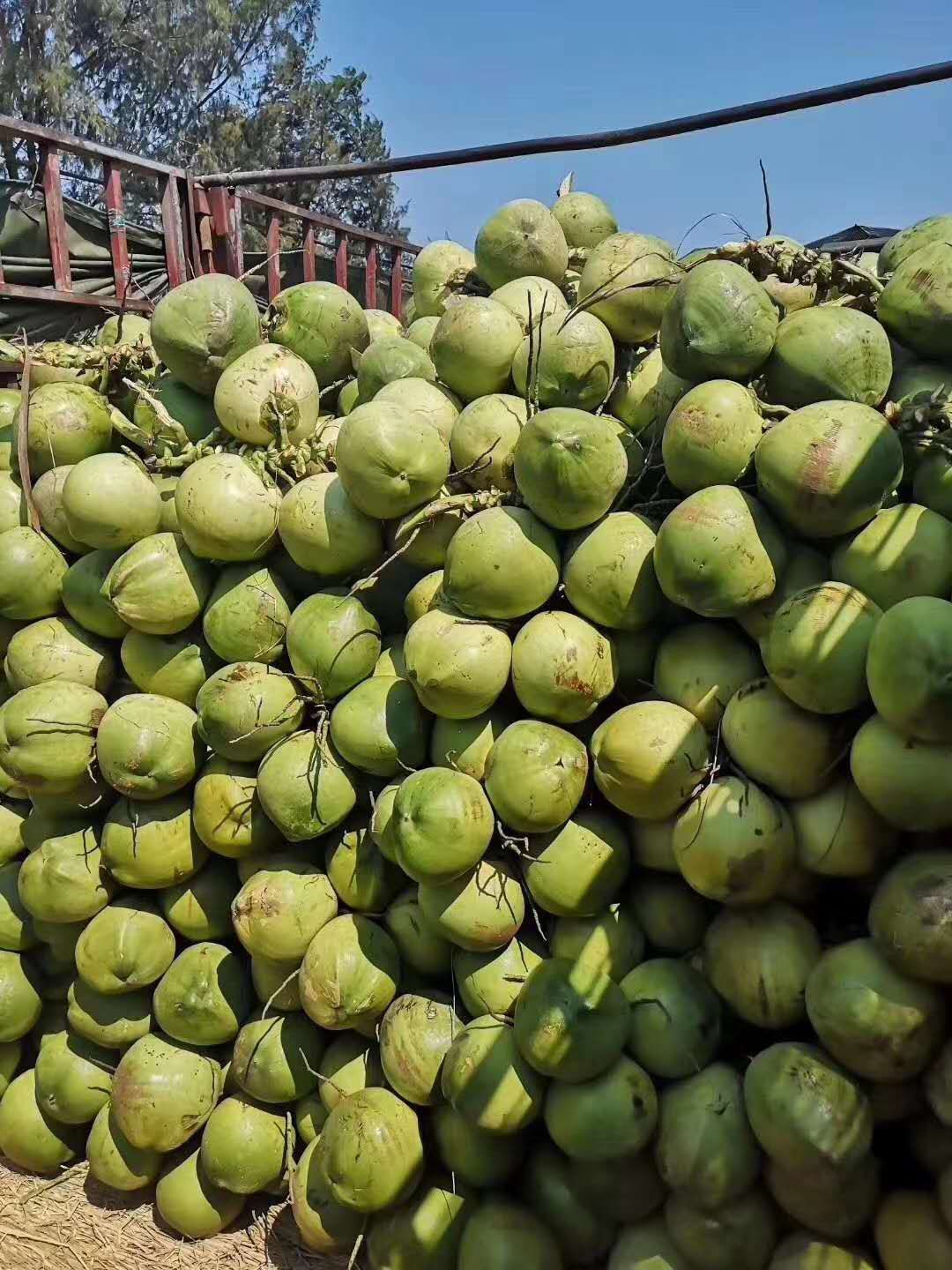 海南青椰子热带水果带皮椰青当季现摘现发文昌新鲜椰子