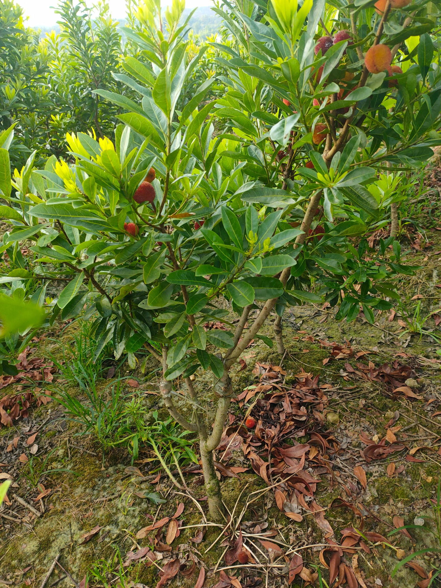 品种名:荸荠杨梅种苗 品种名:荸荠杨梅种苗          另供各种杨梅树