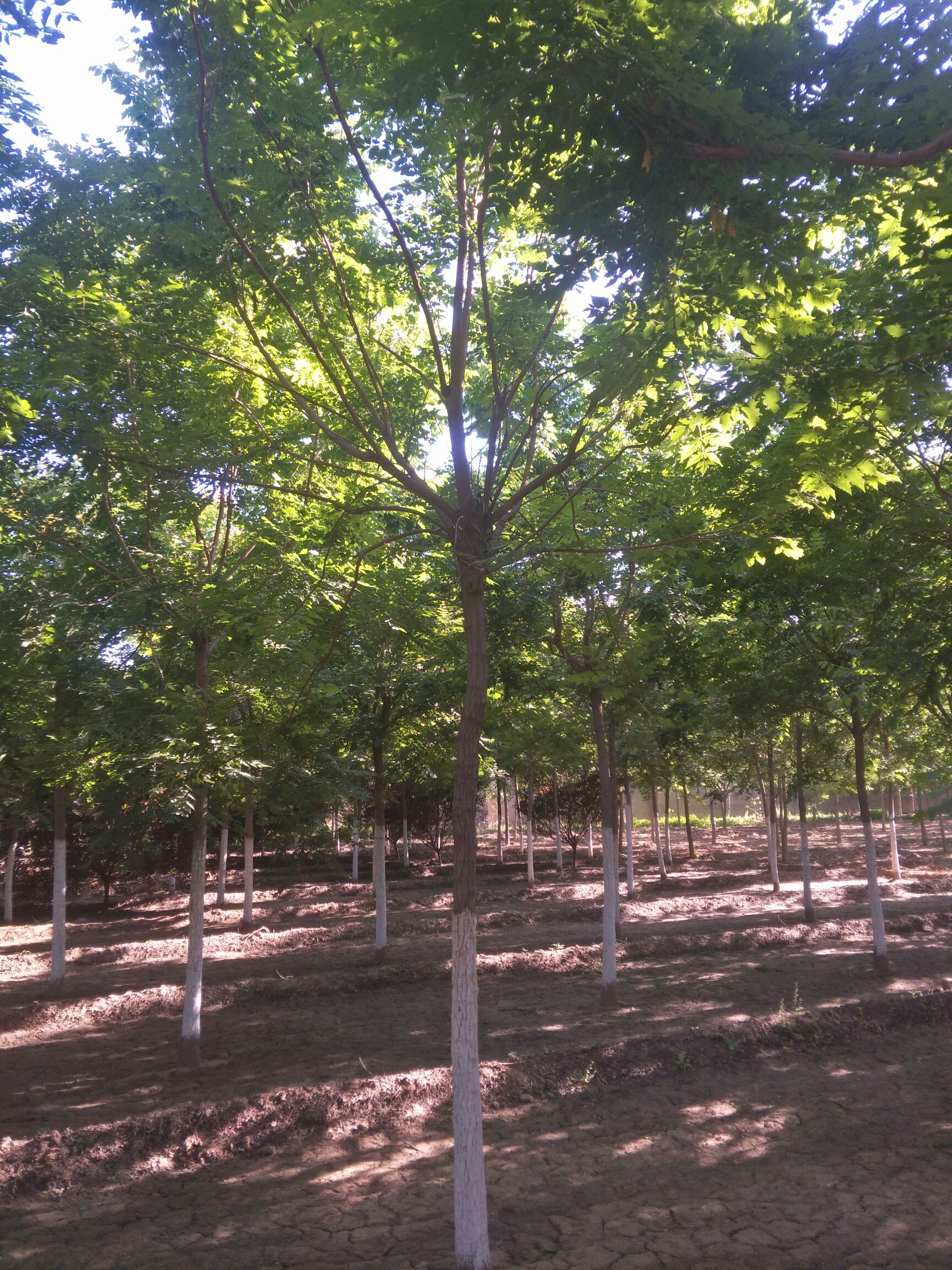北栾8-12公分,北京栾,北方常用的绿化树种