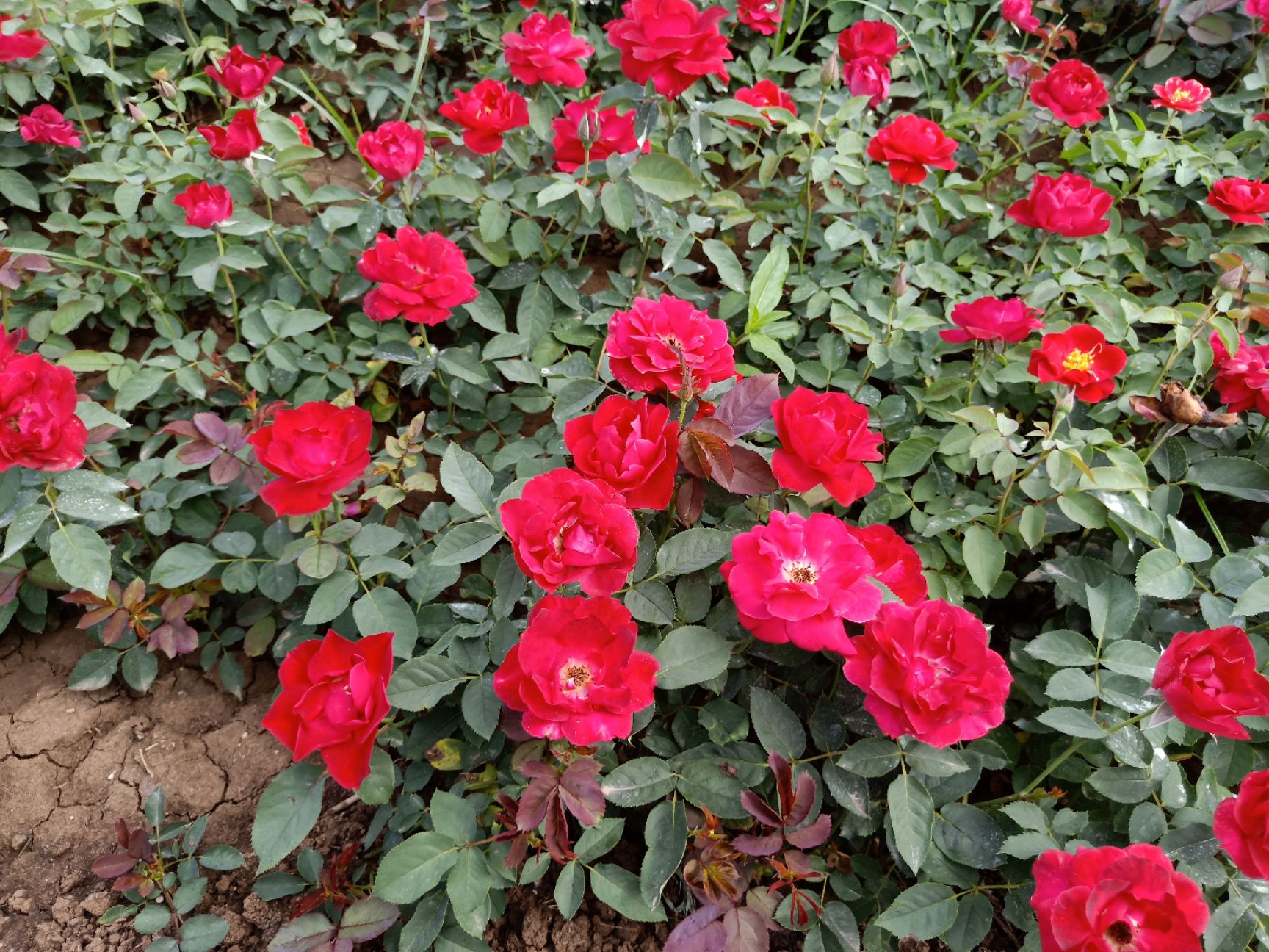 红帽月季 本苗木叶色鲜红,花期长久,适合各种地方绿化观赏