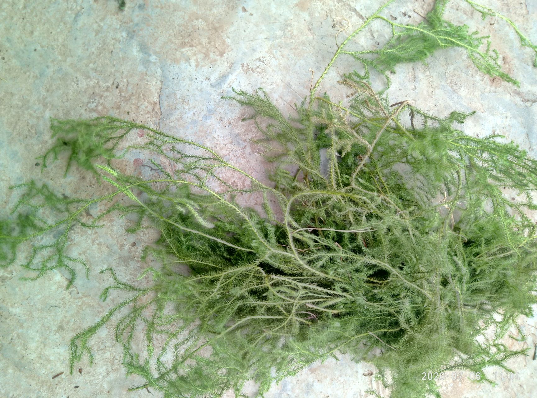 伸筋草