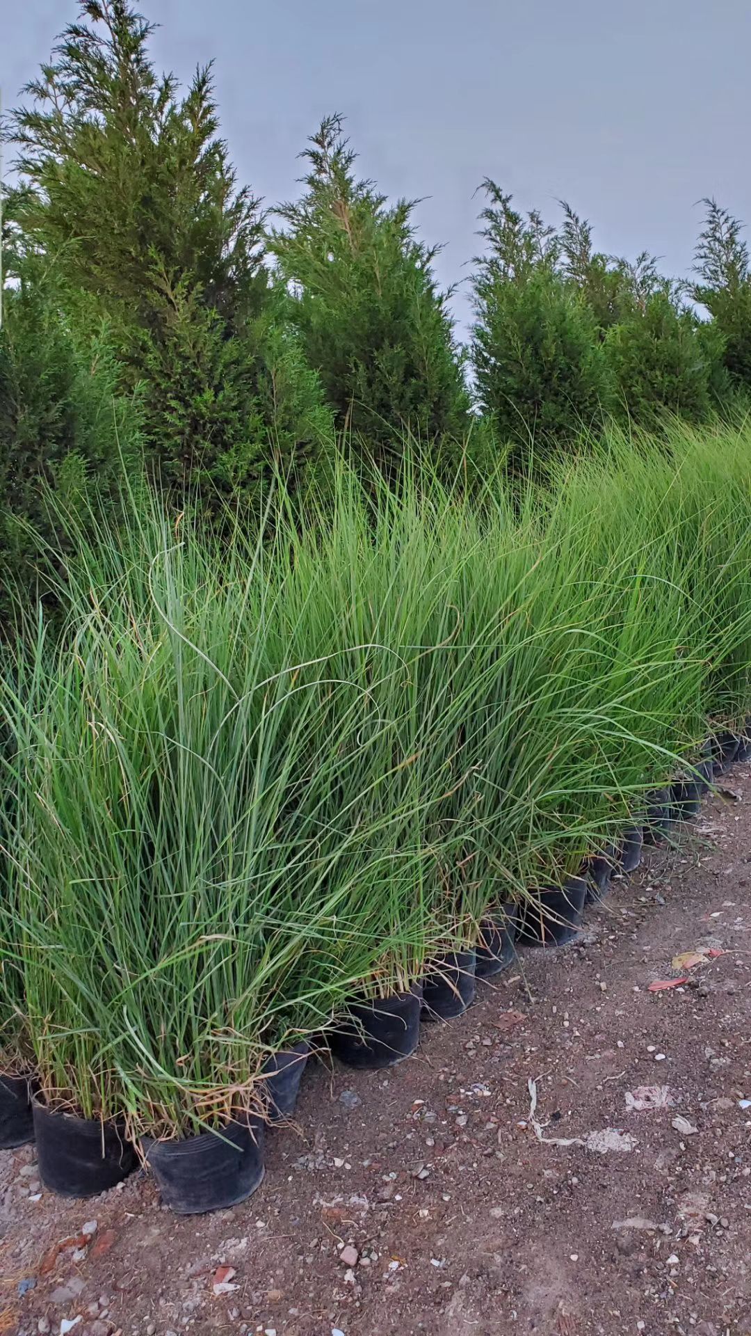 供应大厅  苗木花草  草坪   常年备有各类草花,宿根地被,绿化苗木,水