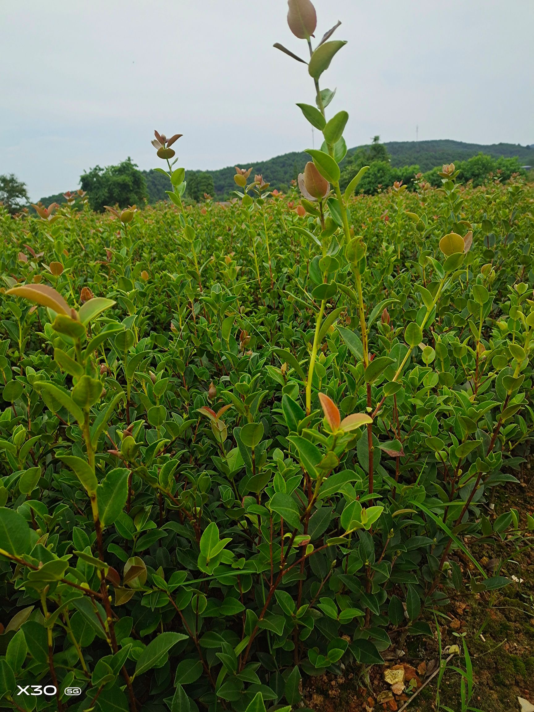 长林系列油茶 长林系列嫁接油茶苗