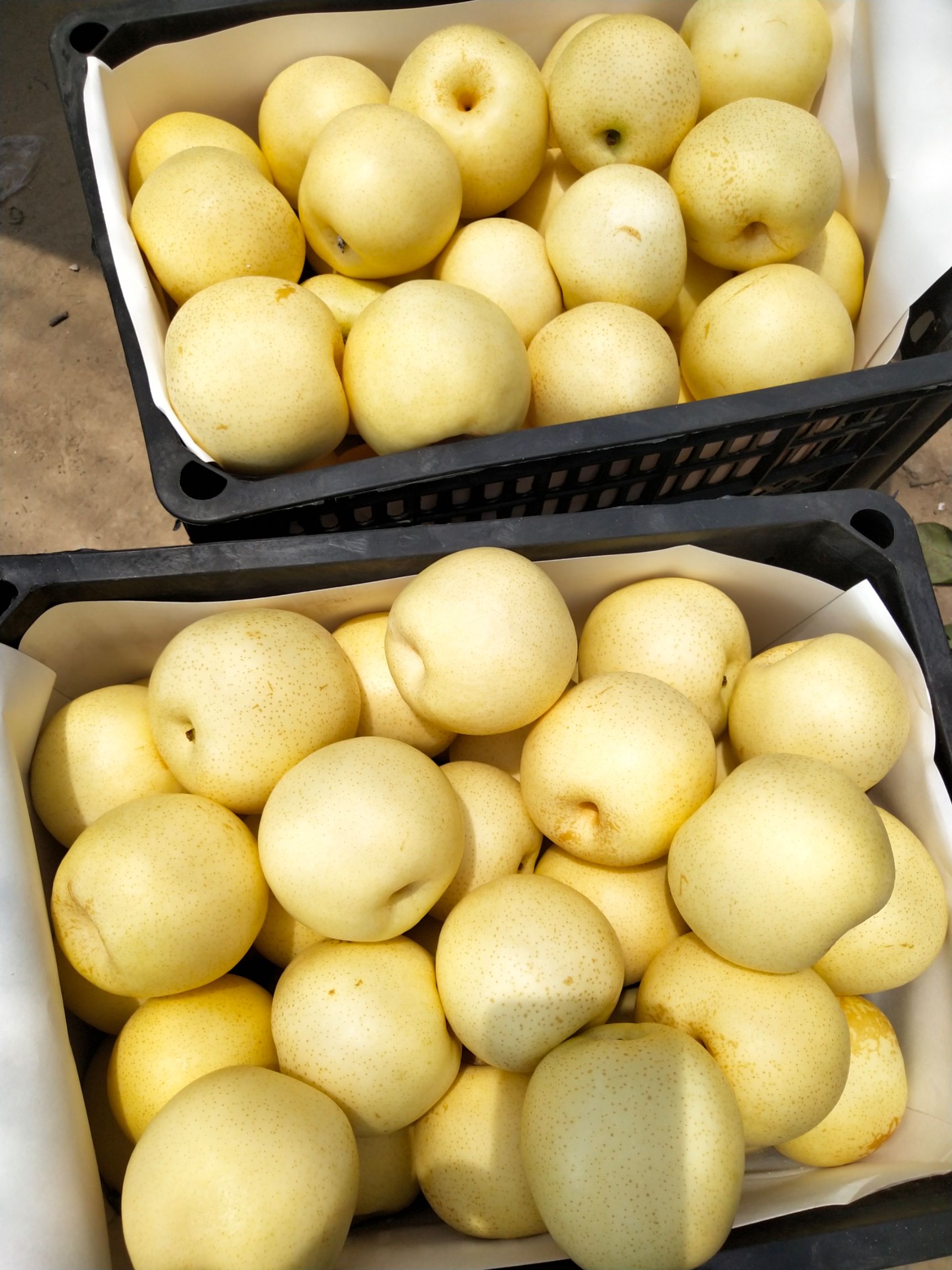 黄冠梨,翠玉,绿宝石以大量上市,今年的梨质量好,价格低,基地