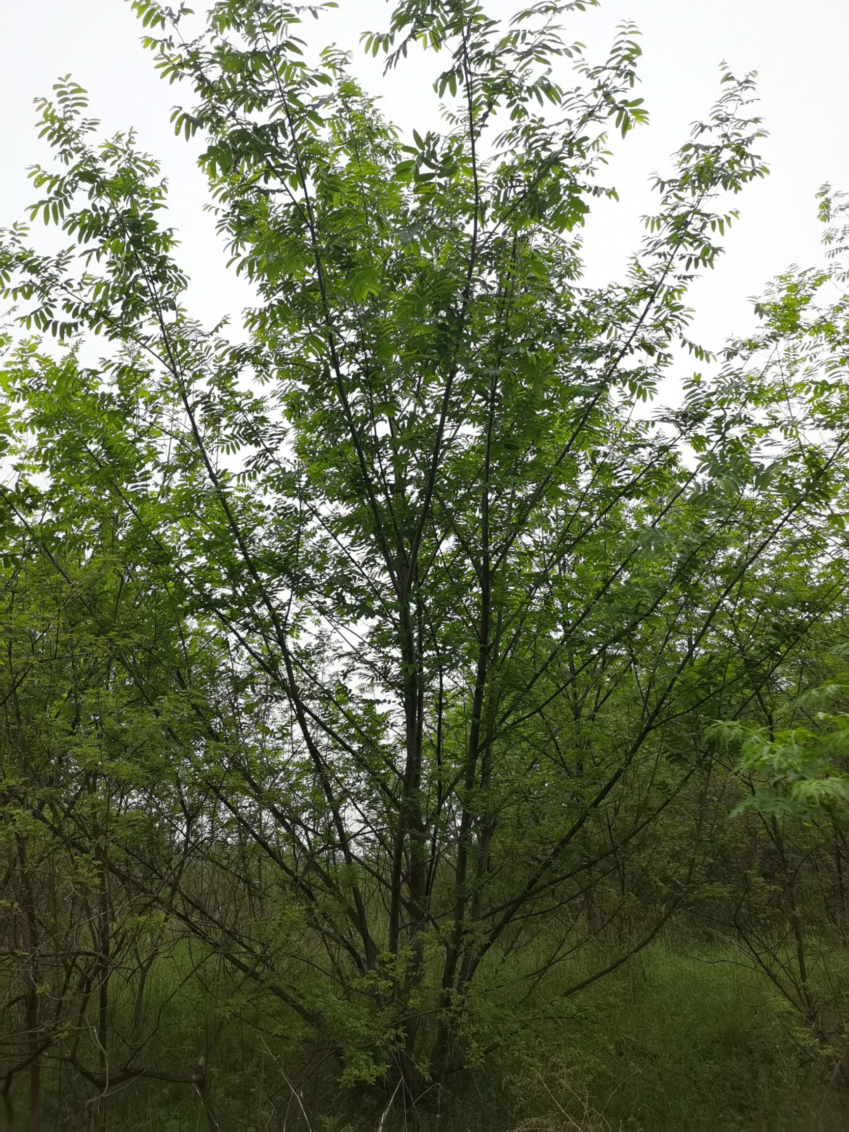 枫杨树 丛生枫杨