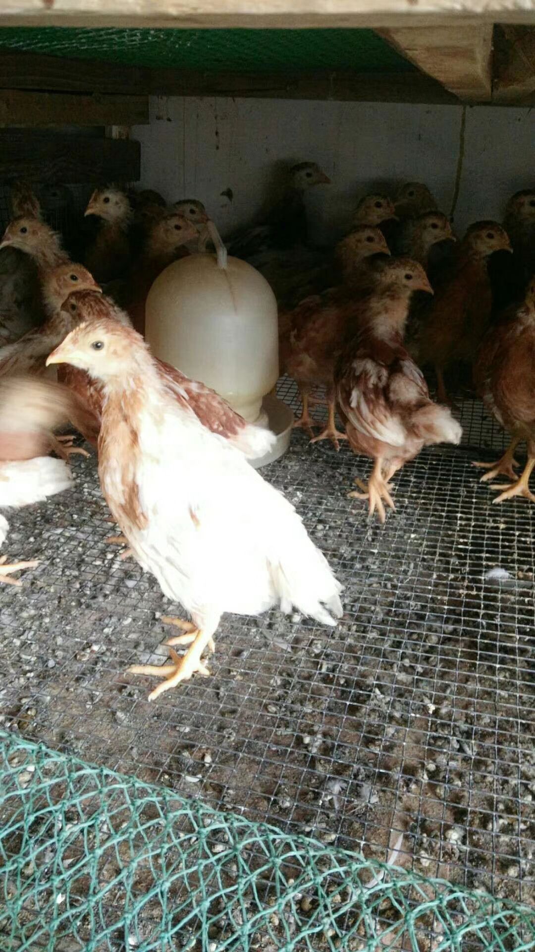 红毛蛋鸡鸡苗 海兰褐蛋鸡 脱温苗