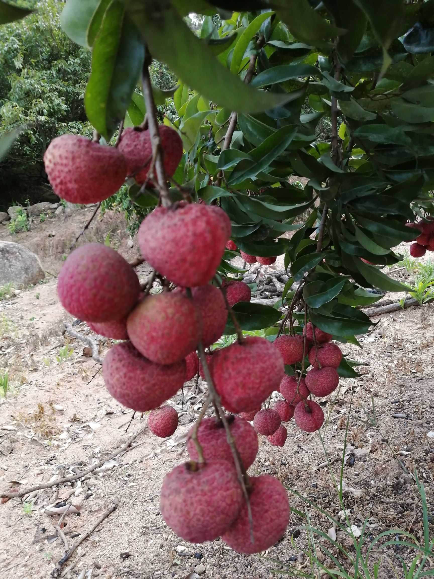 吉荔荔枝 单果一两左右 肉质清甜爽滑 焦核