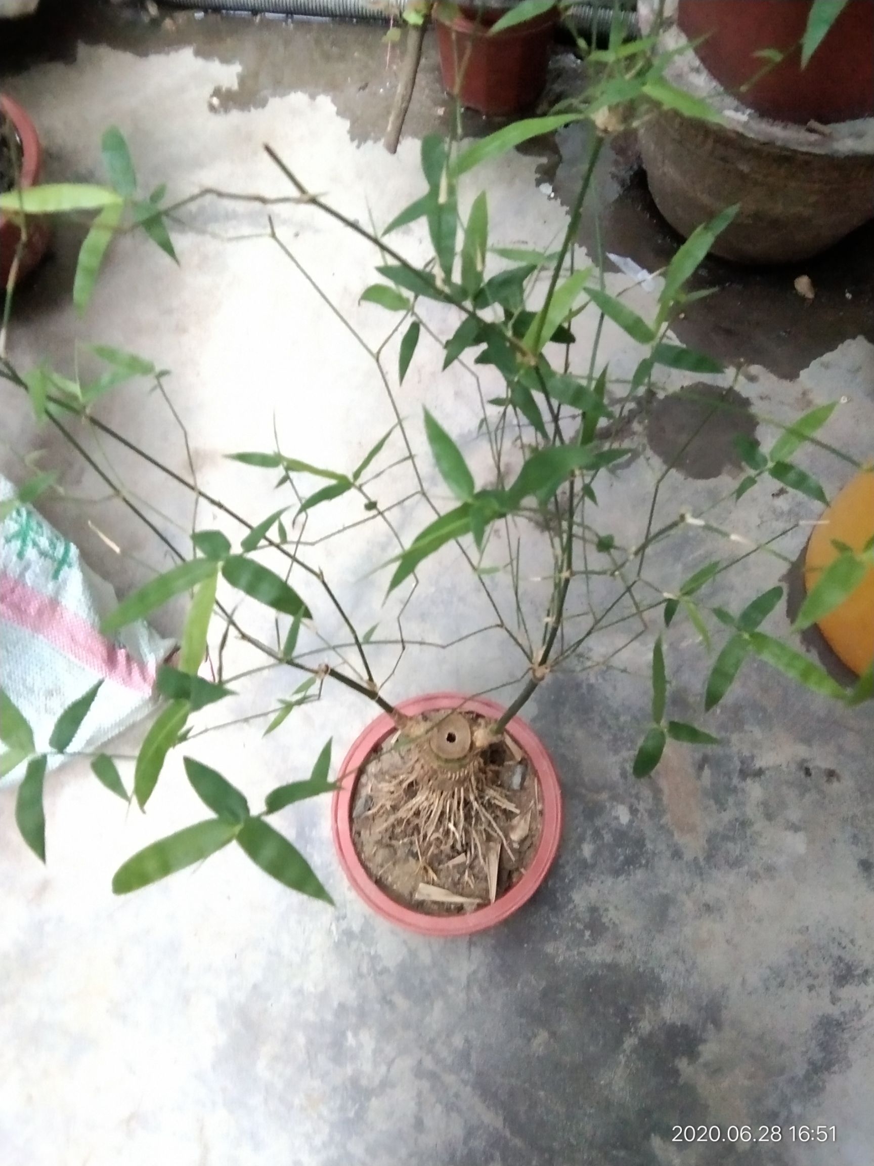 景观盆栽 大量小叶簕竹,竹盆景原桩,准桩,成品批发.欢迎盆友们采购!