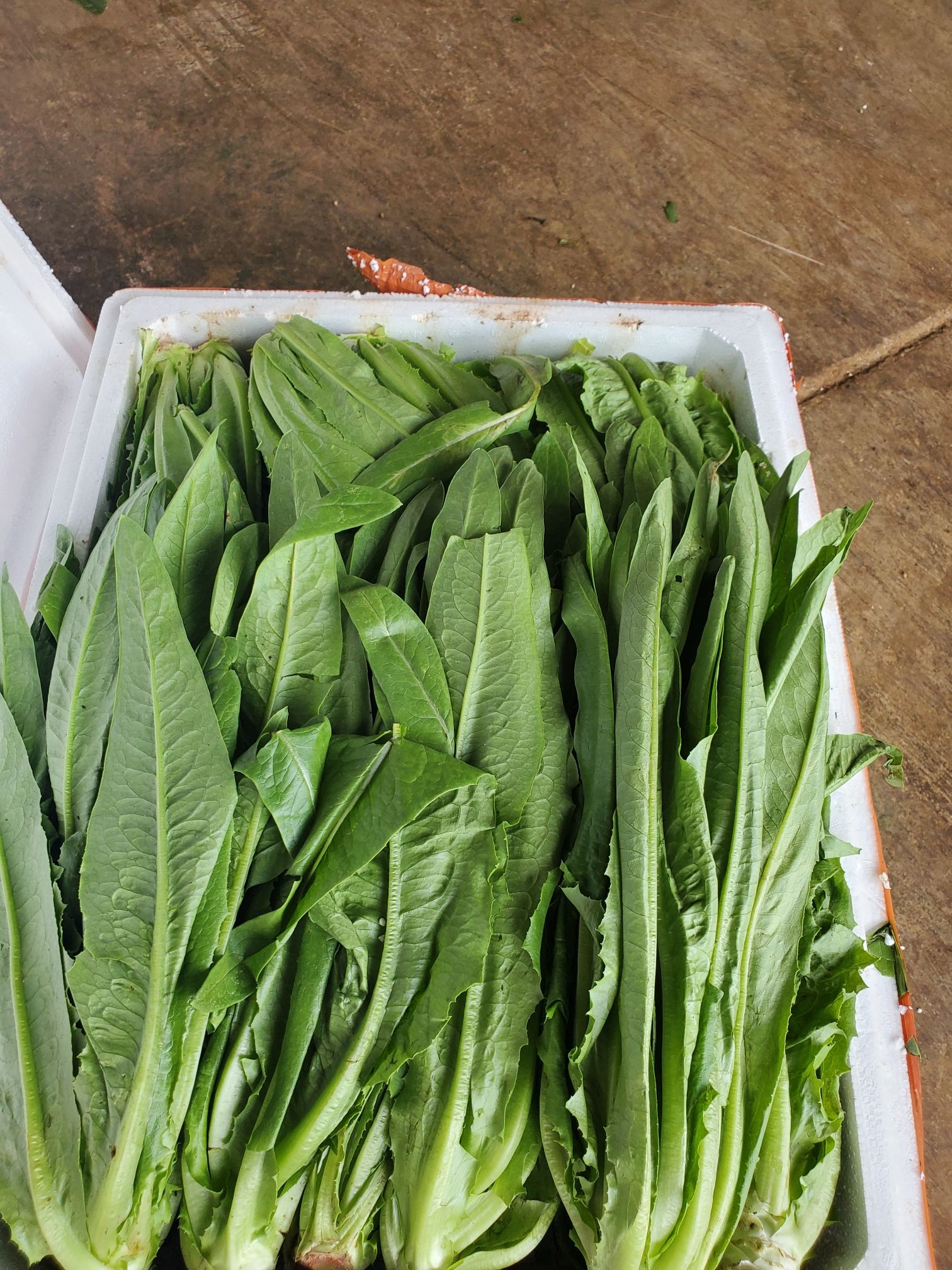 精品云南油麦菜