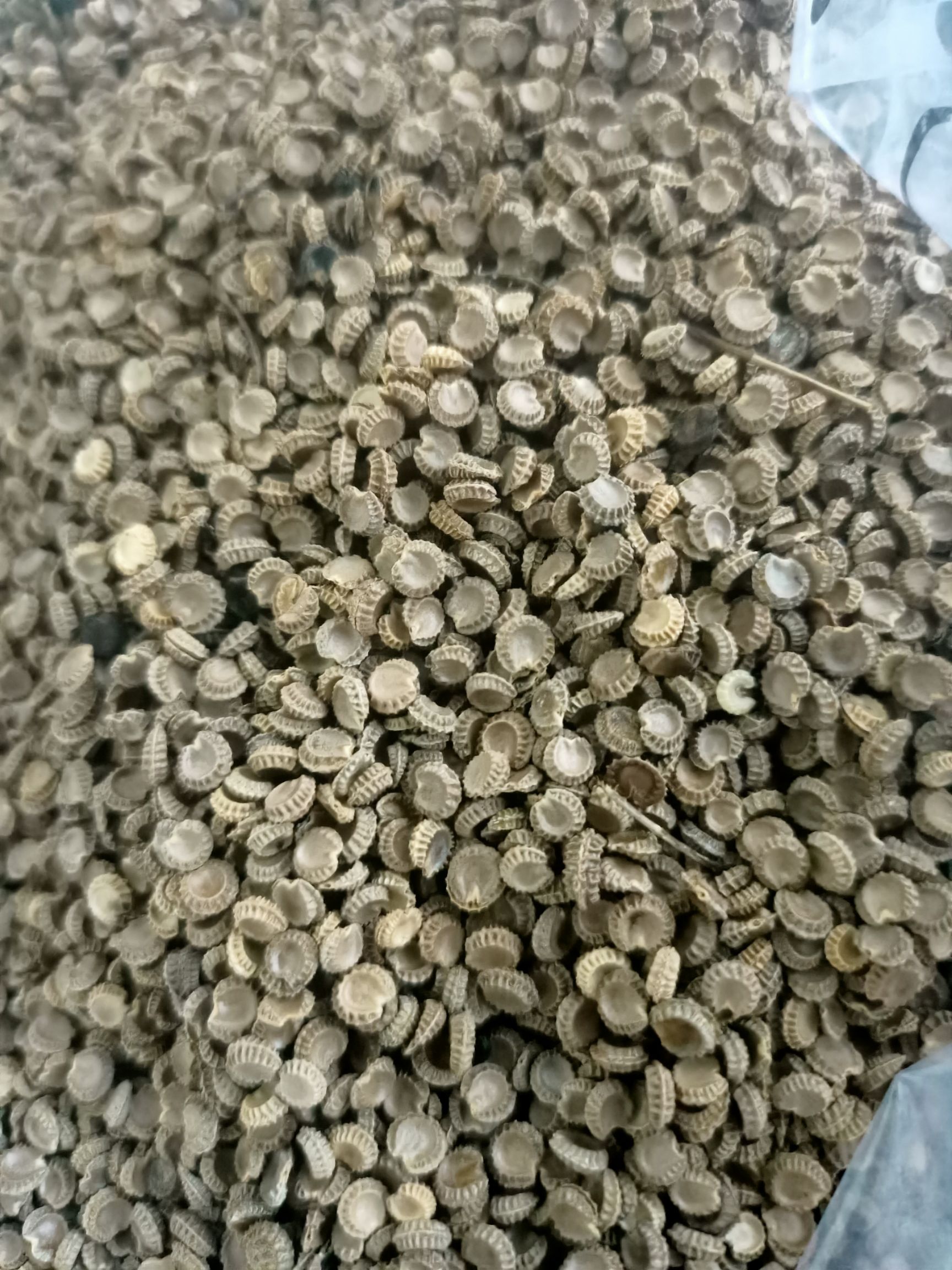 防己种子 江西赣南地道中药材汉(粉)防己