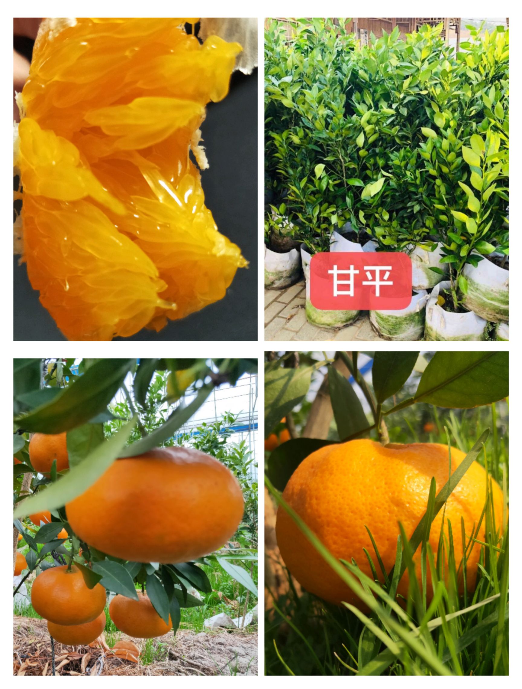 甘平枝条 出售国内外优质品种苗木及枝条,票证齐全,帮助规划和后期