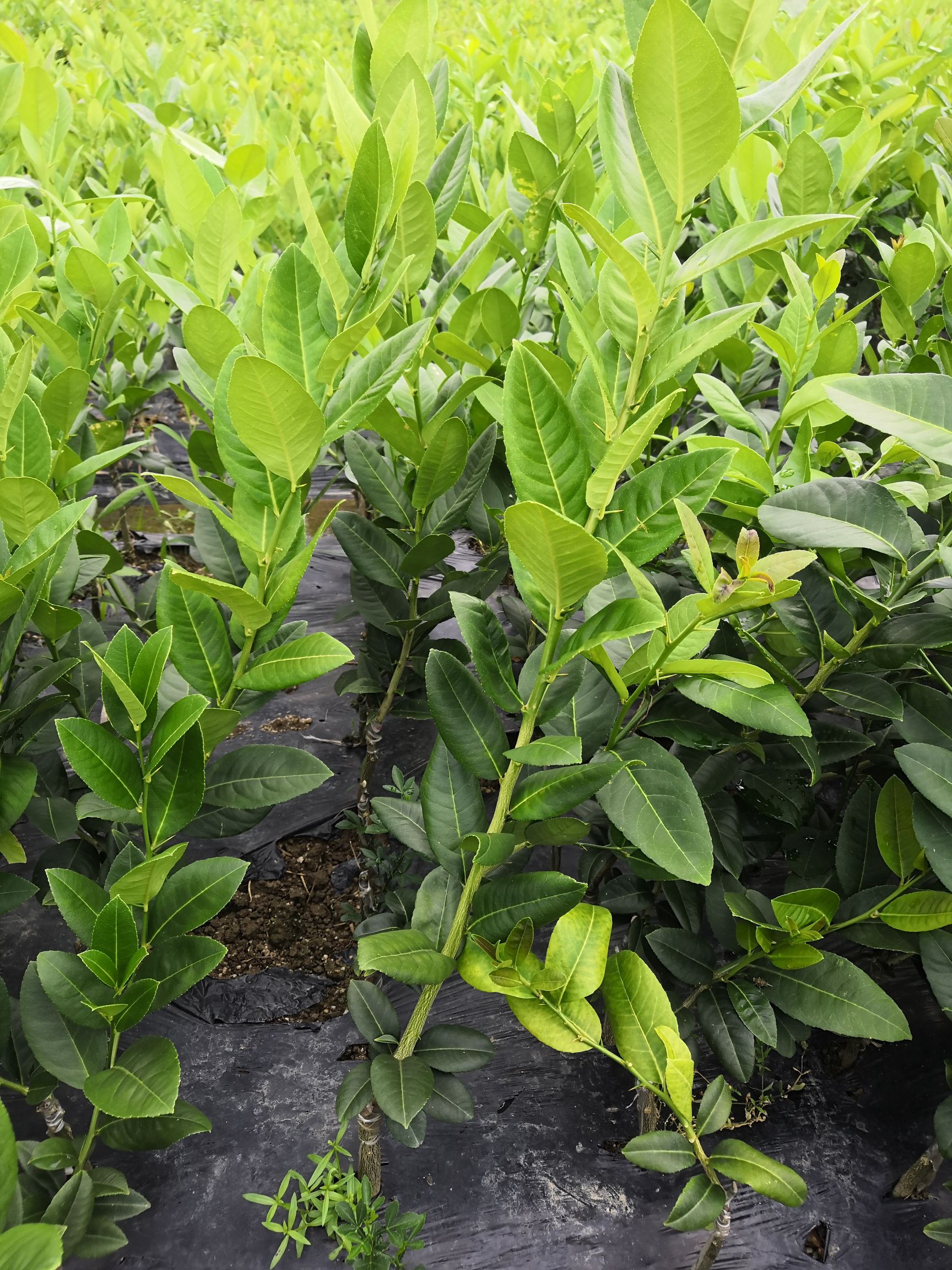 香水柠檬苗 香水柠檬嫁接树苗带土带叶发货包邮