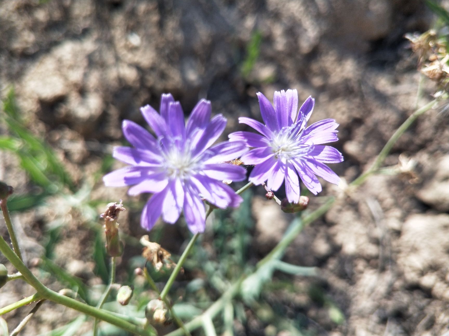 生蕨菜 紫花苦菜