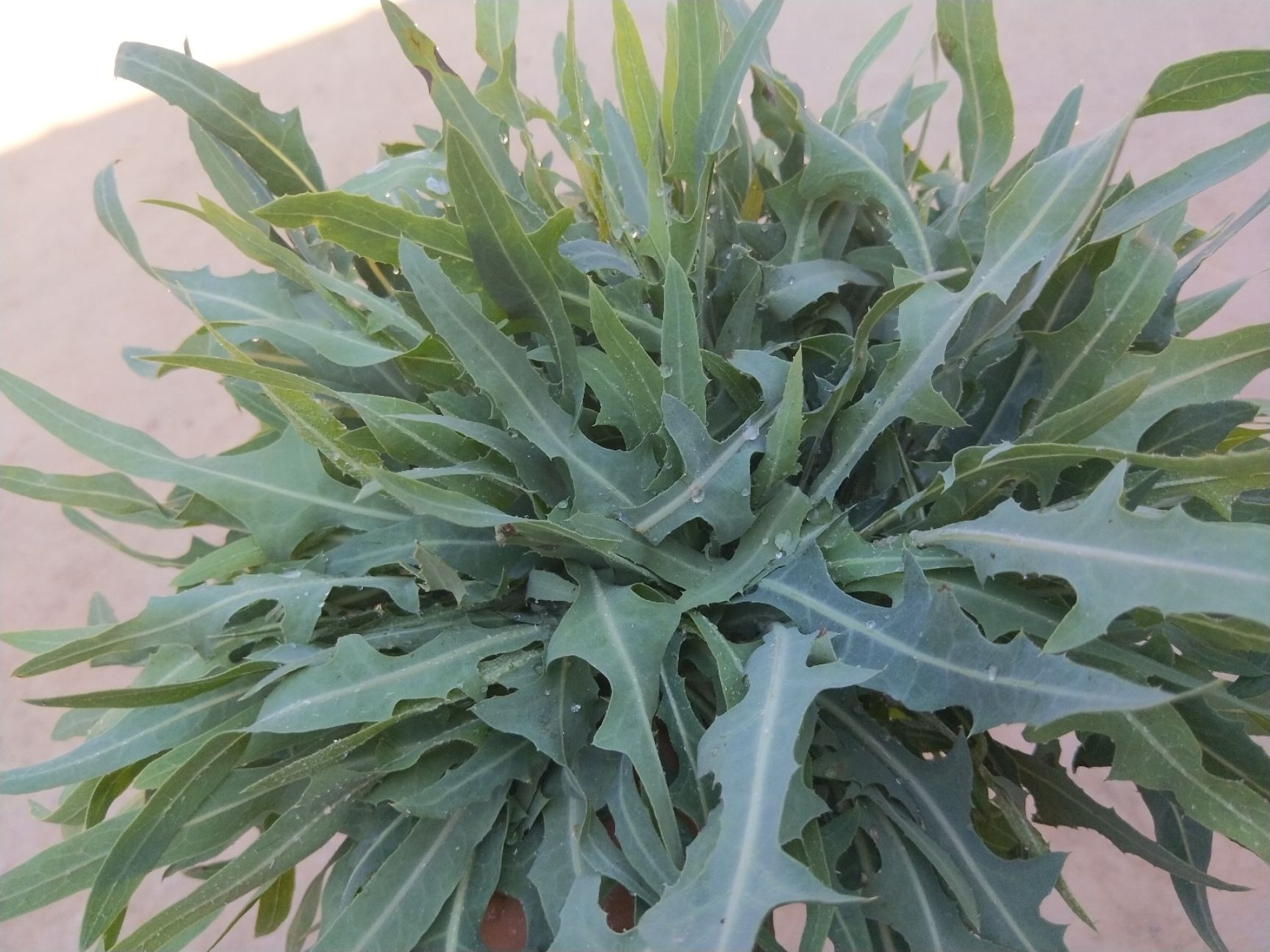 生蕨菜 紫花苦菜