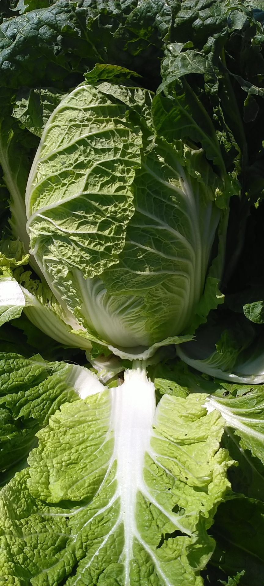 黄心大白菜毛菜价钱便宜