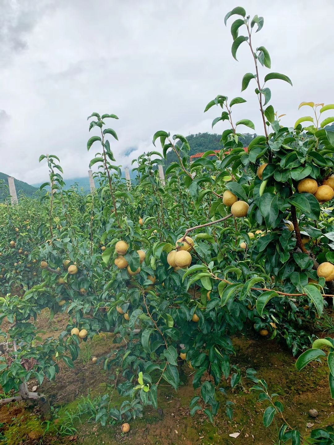 大凉山德昌丰水梨 实拍