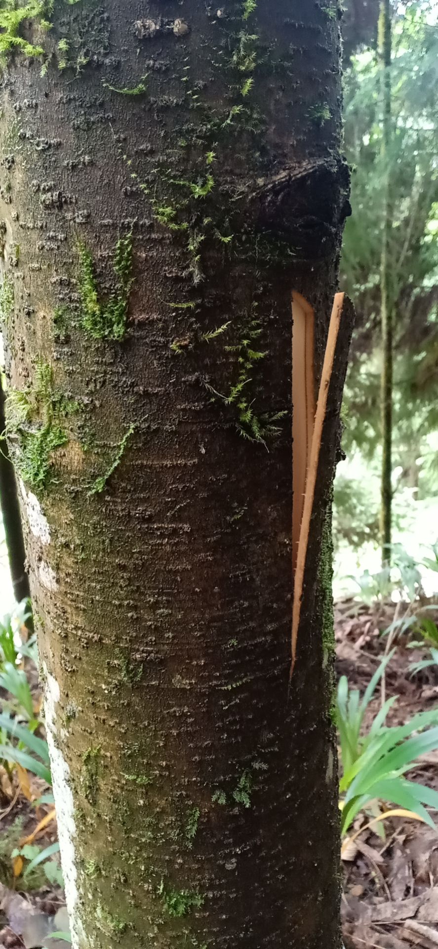 品种名:川朴 货品类别:树皮          20年前种殖的厚朴树