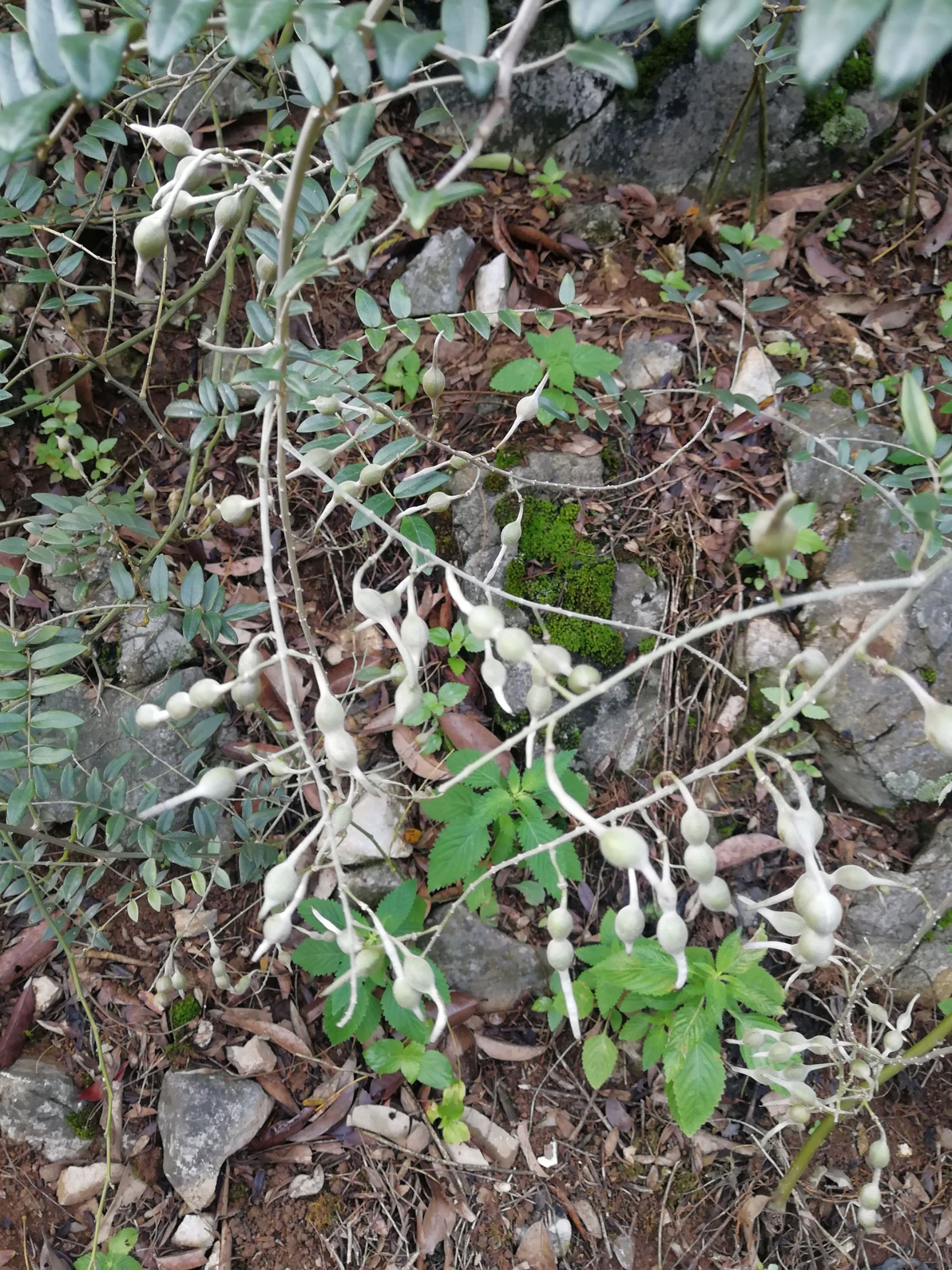 山豆根苗 中草药山逗根种子出售.