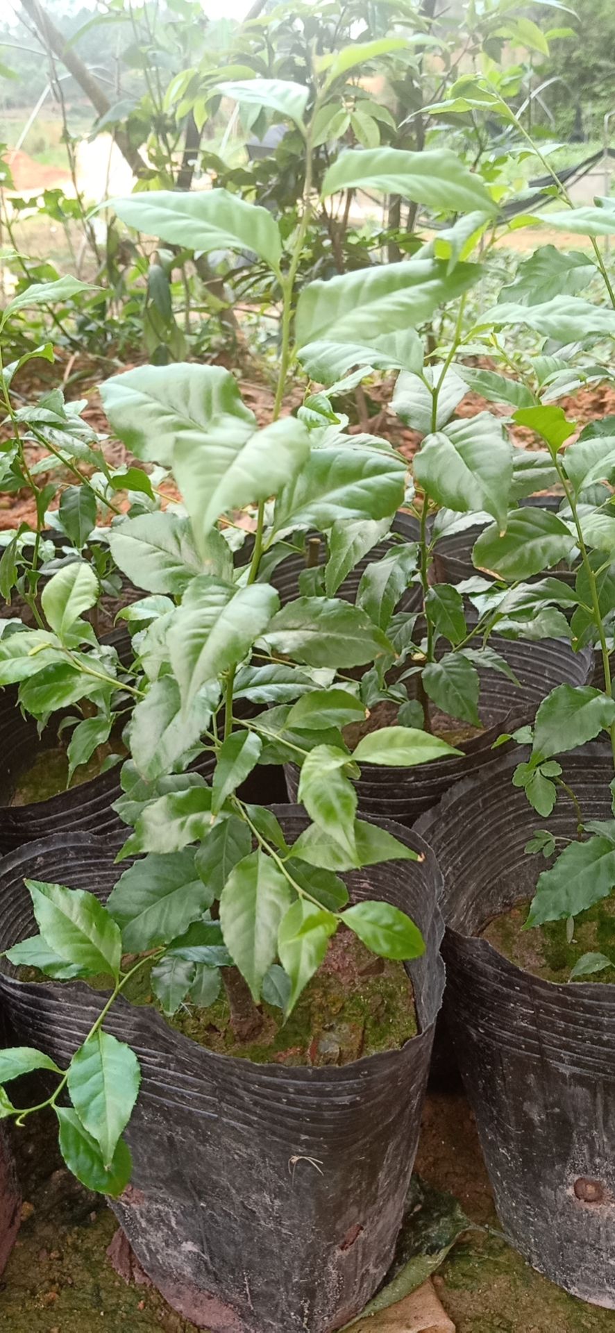 西梅苗 岗梅苗,想种植岗梅苗的老板请联系我.价钱优惠.