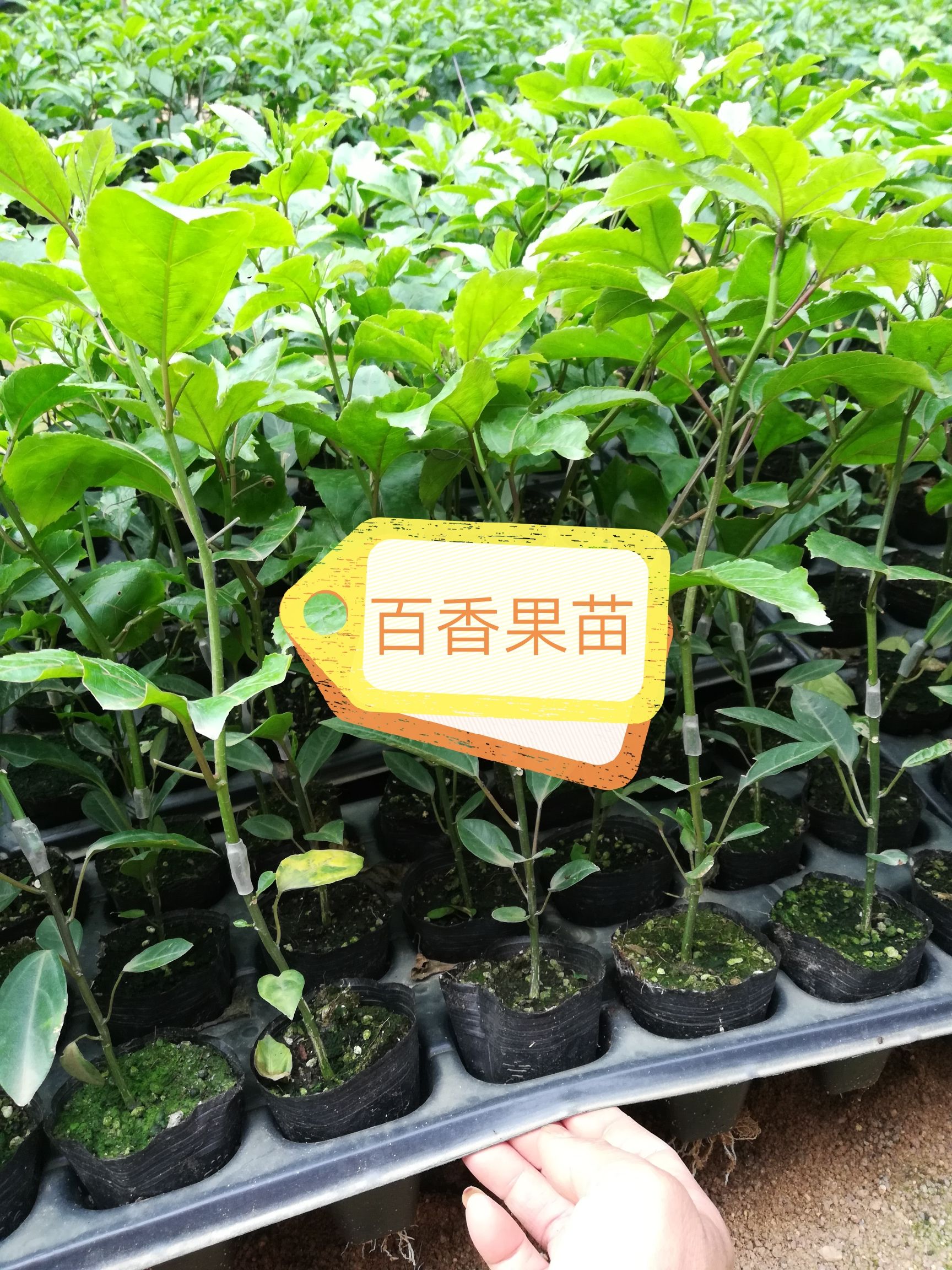 黄金百香果苗蜂蜜味黄金百香果种植三到五个月结果香蜜甜