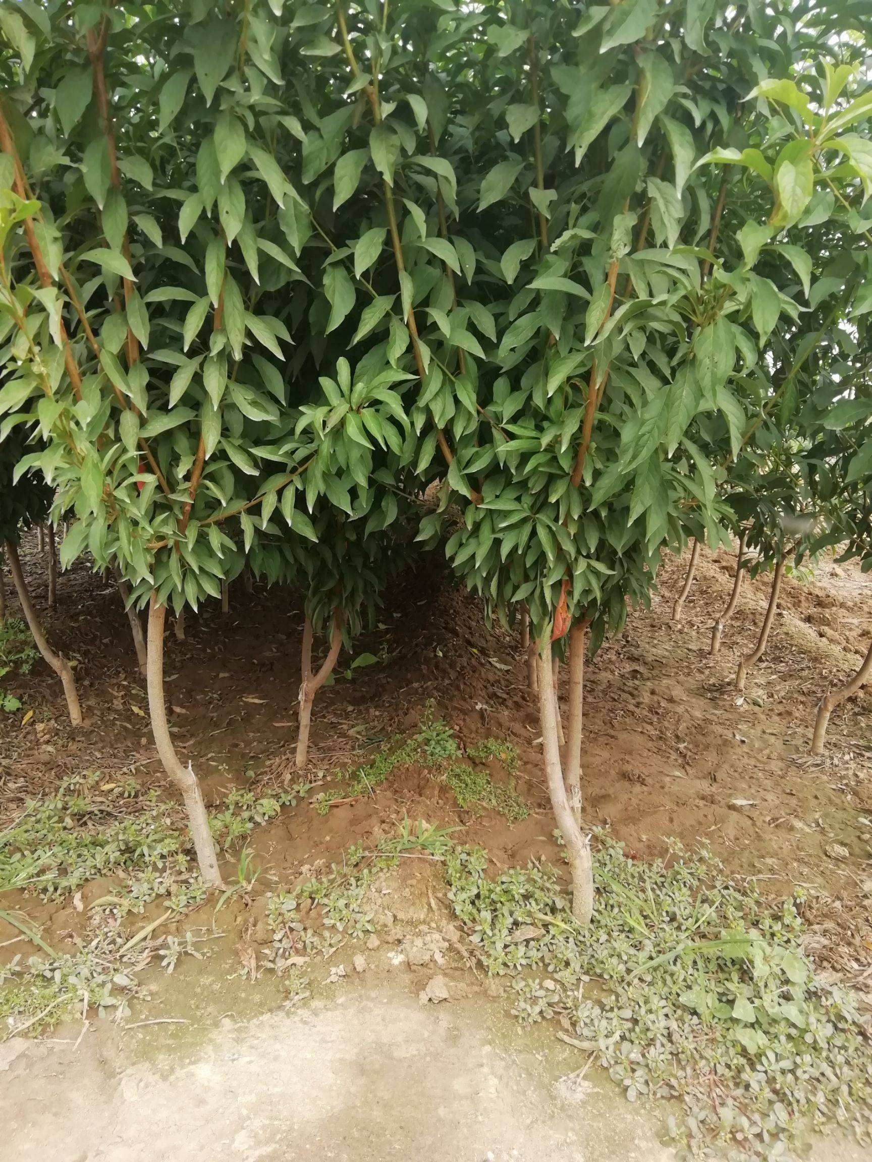 黑霸王李树苗 嫁接优质黑霸王李子苗,庭院盆栽地栽南北方种植
