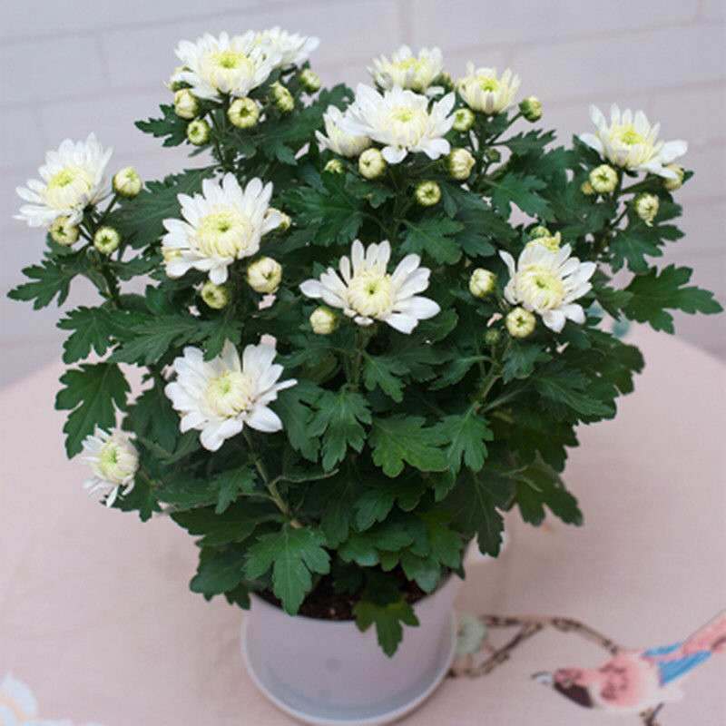 精选菊花盆栽四季开花不断杭白菊小雏菊千头菊室内外好养易活