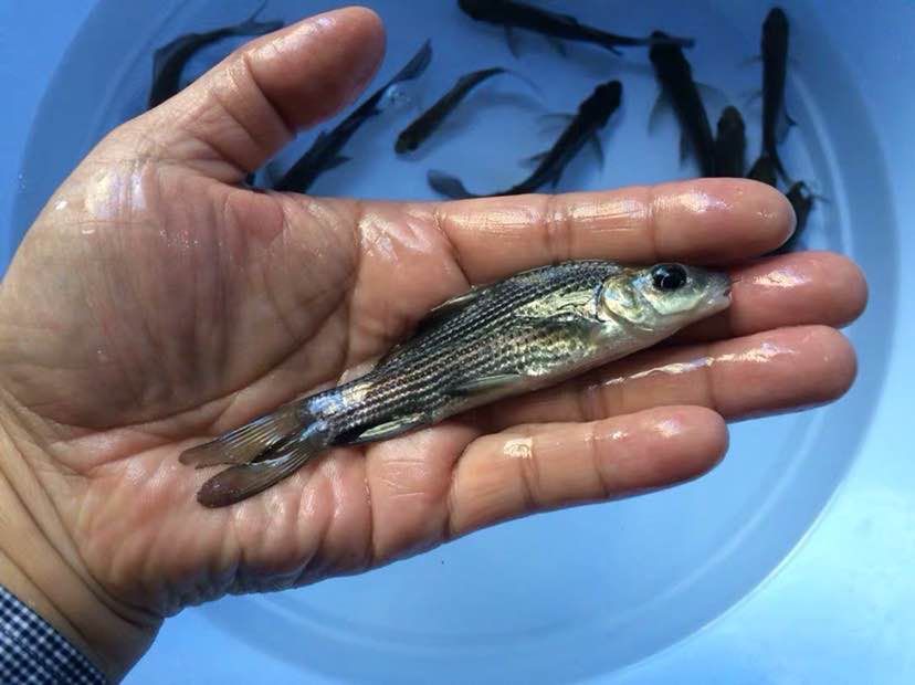 岩鲤黑鲤鱼墨鲤水子鬼头鱼原生鱼高档食用淡水活体鱼苗