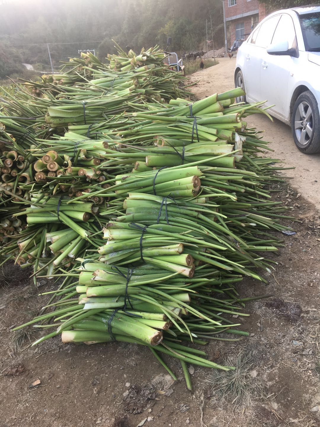 荔浦芋头 生鲜槟榔芋荷(梗,杆)大量上市