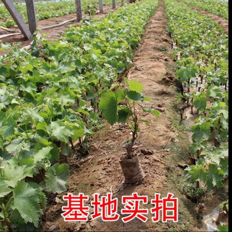 优质盆栽地栽葡萄苗蓝宝石巨盛一号巨峰阳光玫瑰藤稔品种纯正
