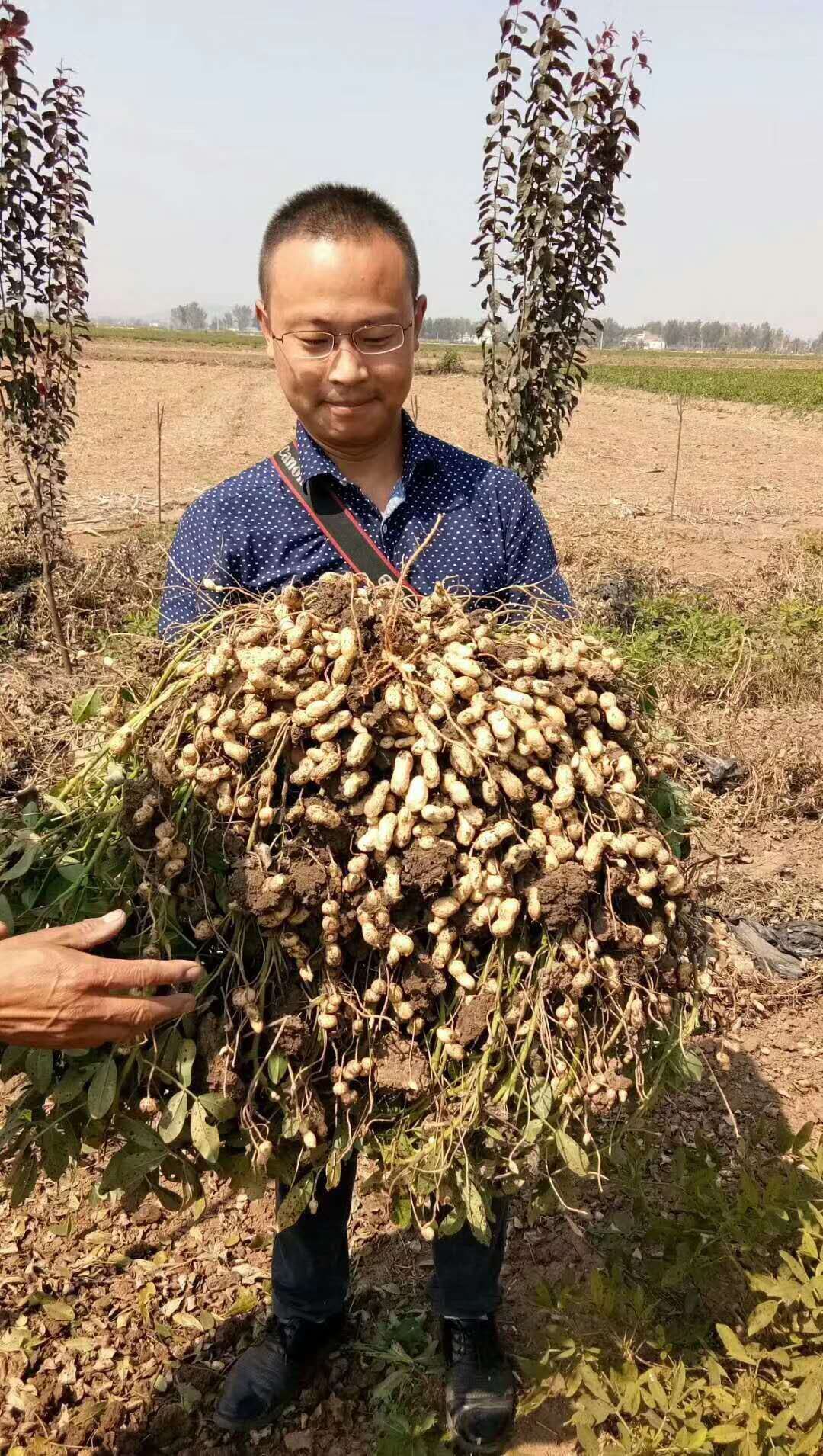 山东曹县益花1号花生种子 20万亩繁育基地 亩产1800斤左右 国家审定