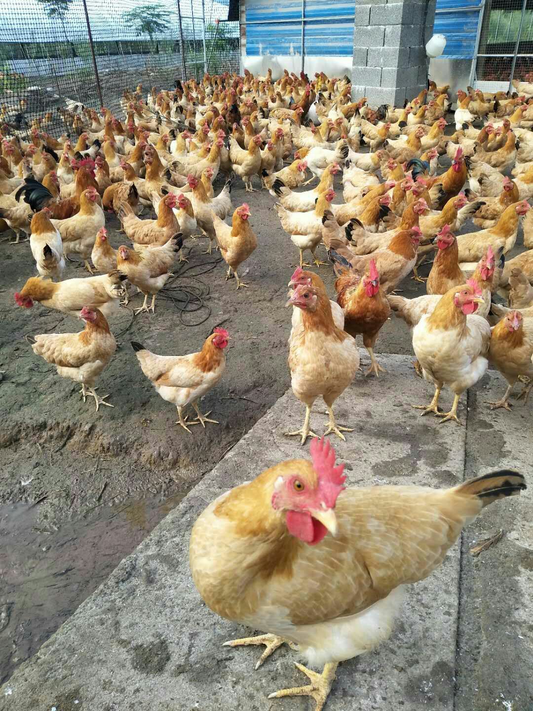 台州仙居土鸡,三黄鸡,母鸡,桃树下散养,绿色农产品