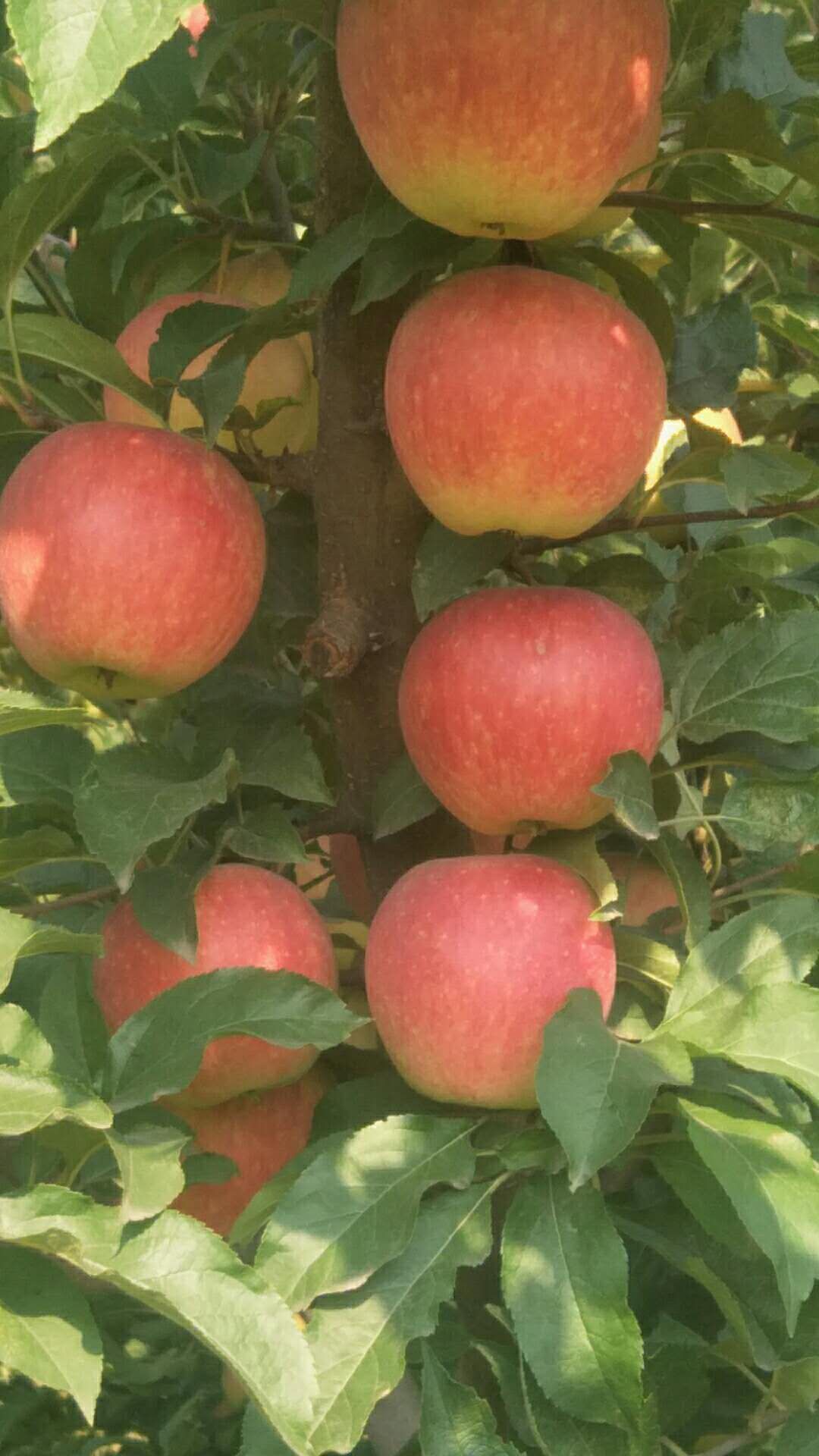 山西祁县嘎啦苹果