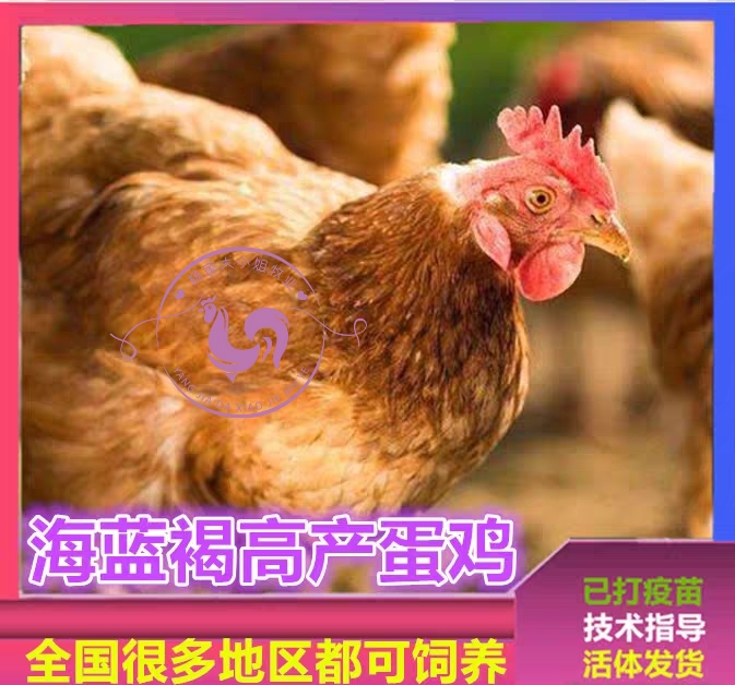 海兰褐海兰灰蛋鸡苗,海蓝褐高产多蛋鸡苗,蛋鸡最热销