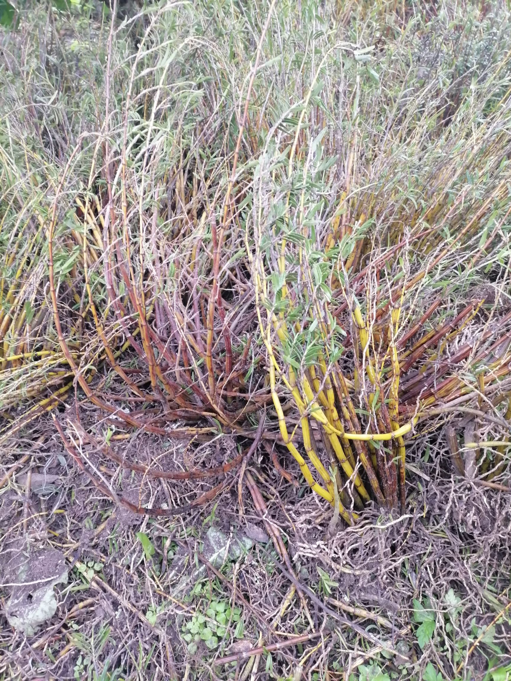 黄草石斛 铁皮石斛 黄草 鲜草可栽种