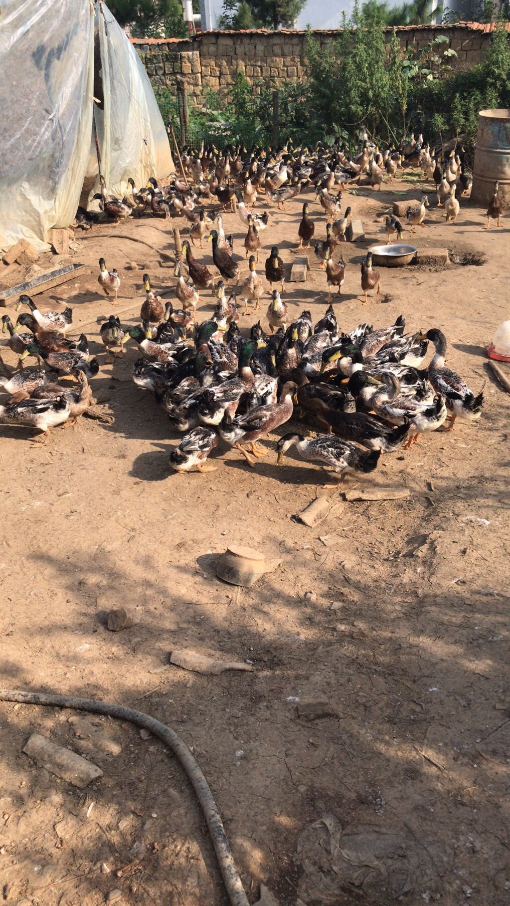 养殖小麻鸭