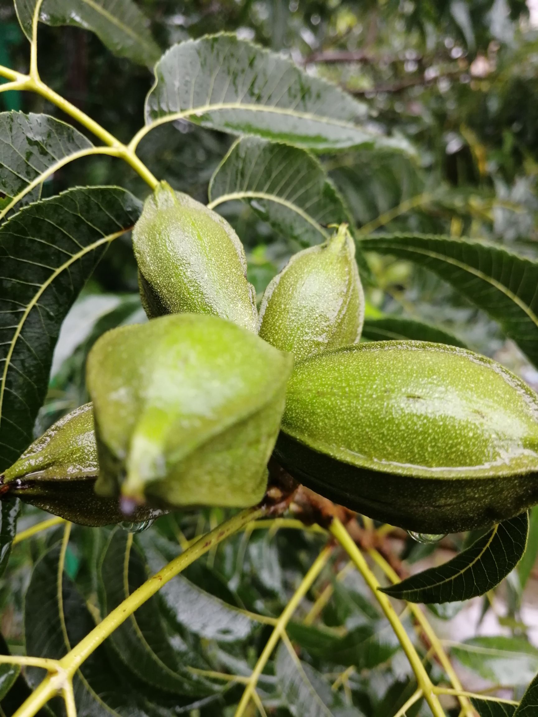 碧根果苗碧根果良种嫁接苗丶原生两年实生苗