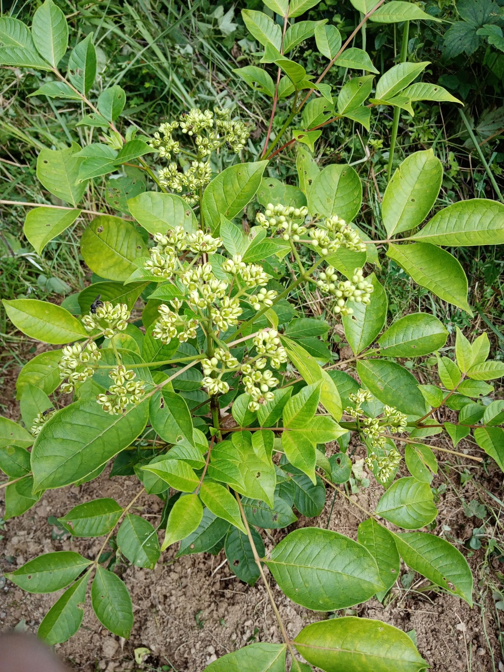 正宗江西中花吴茱萸,茶辣子,臭辣子,米辣子