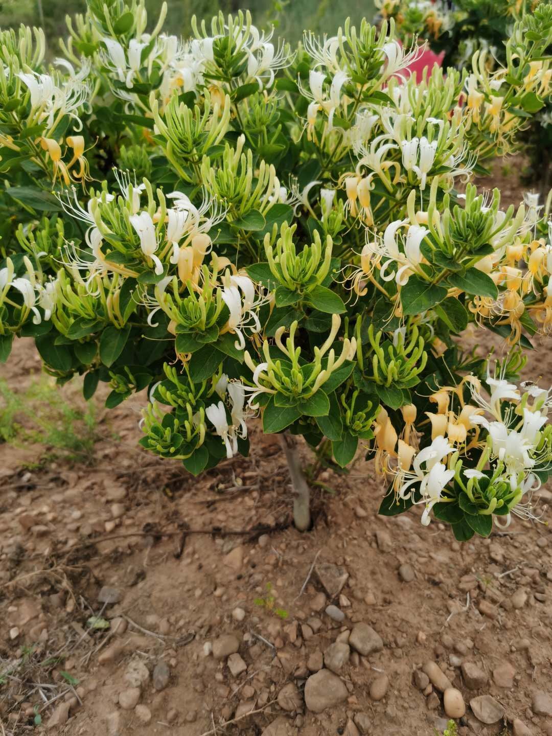 [金花3号树形金银花苗批发]树形金银花 金银花树型苗 四季花价格2.