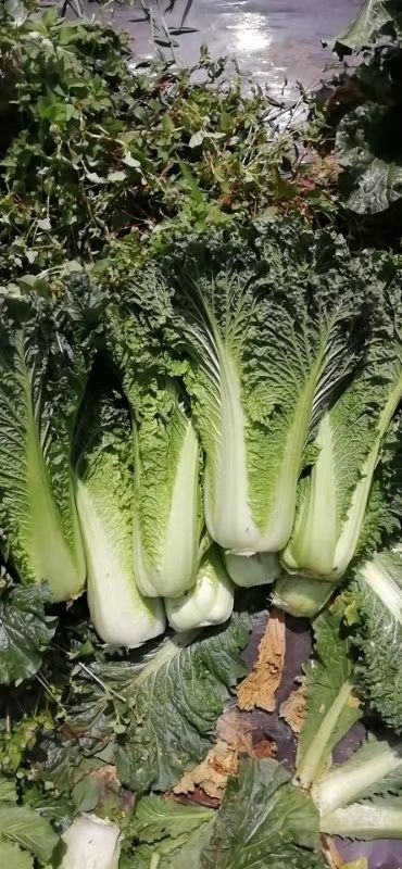 青麻叶大白菜 青麻叶