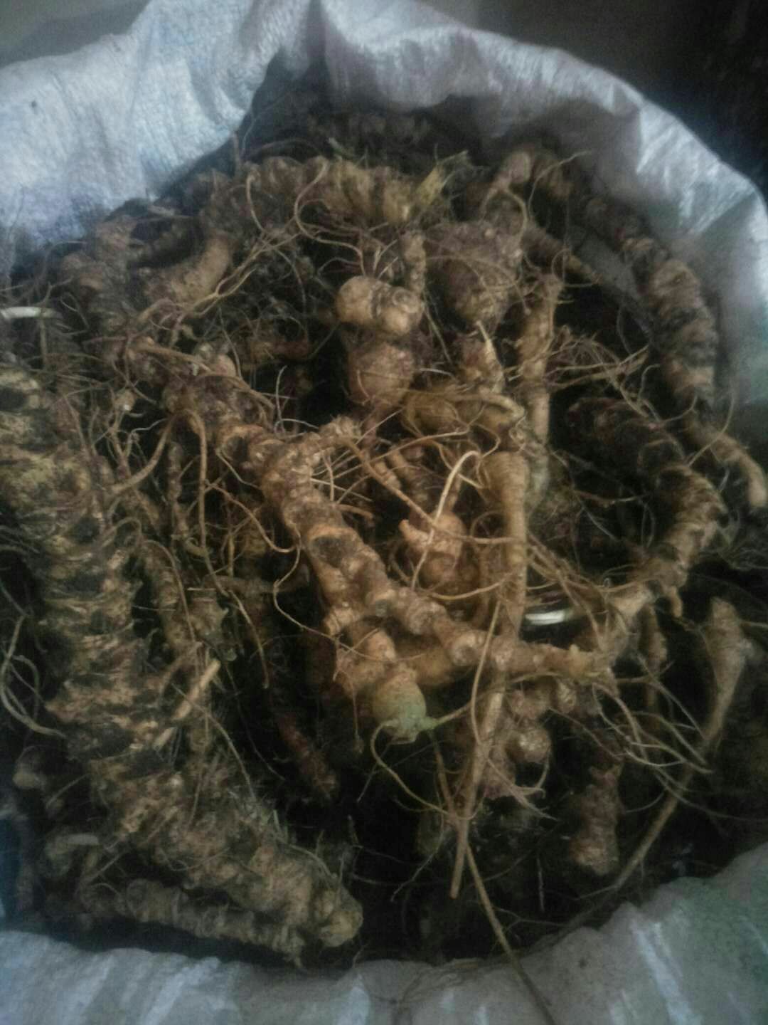 竹节七 竹节参