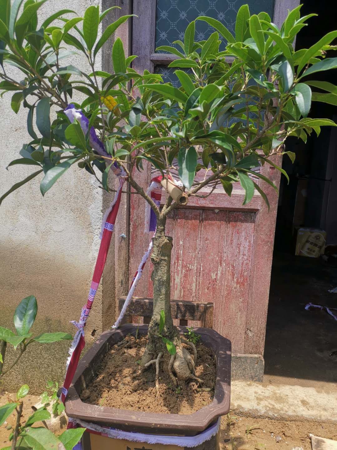 朱砂桂 老盆货盆景桂花