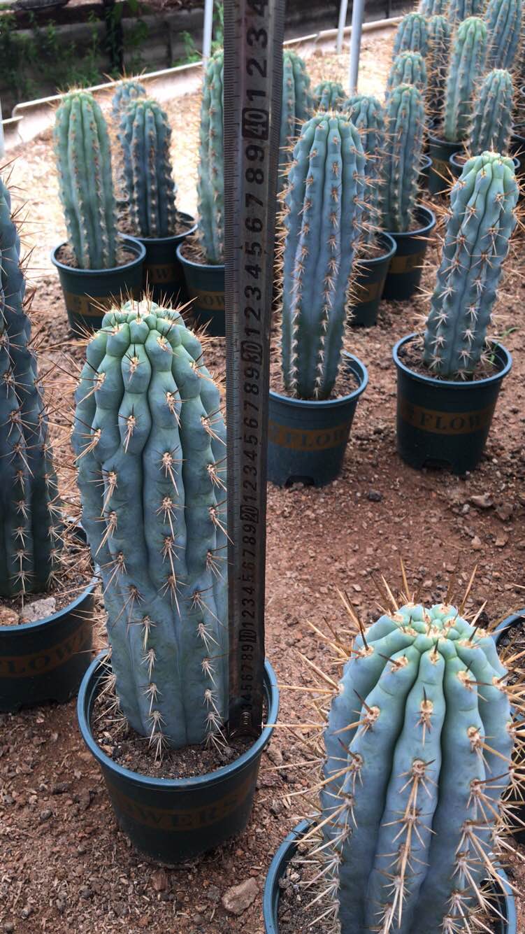 仙人球 佛塔柱仙人柱沙生植物