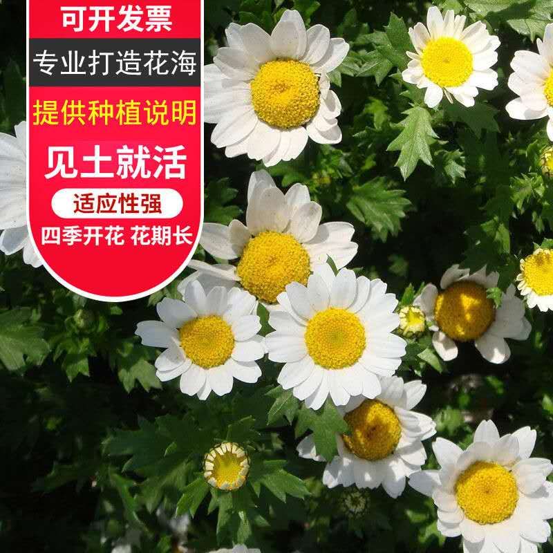 白晶菊种子 多年生小雏菊种子四季播种小白菊花种子提供发票