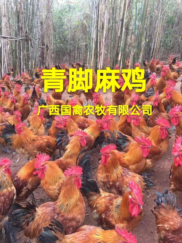 广西青脚麻鸡苗,品种纯正,疫苗齐全