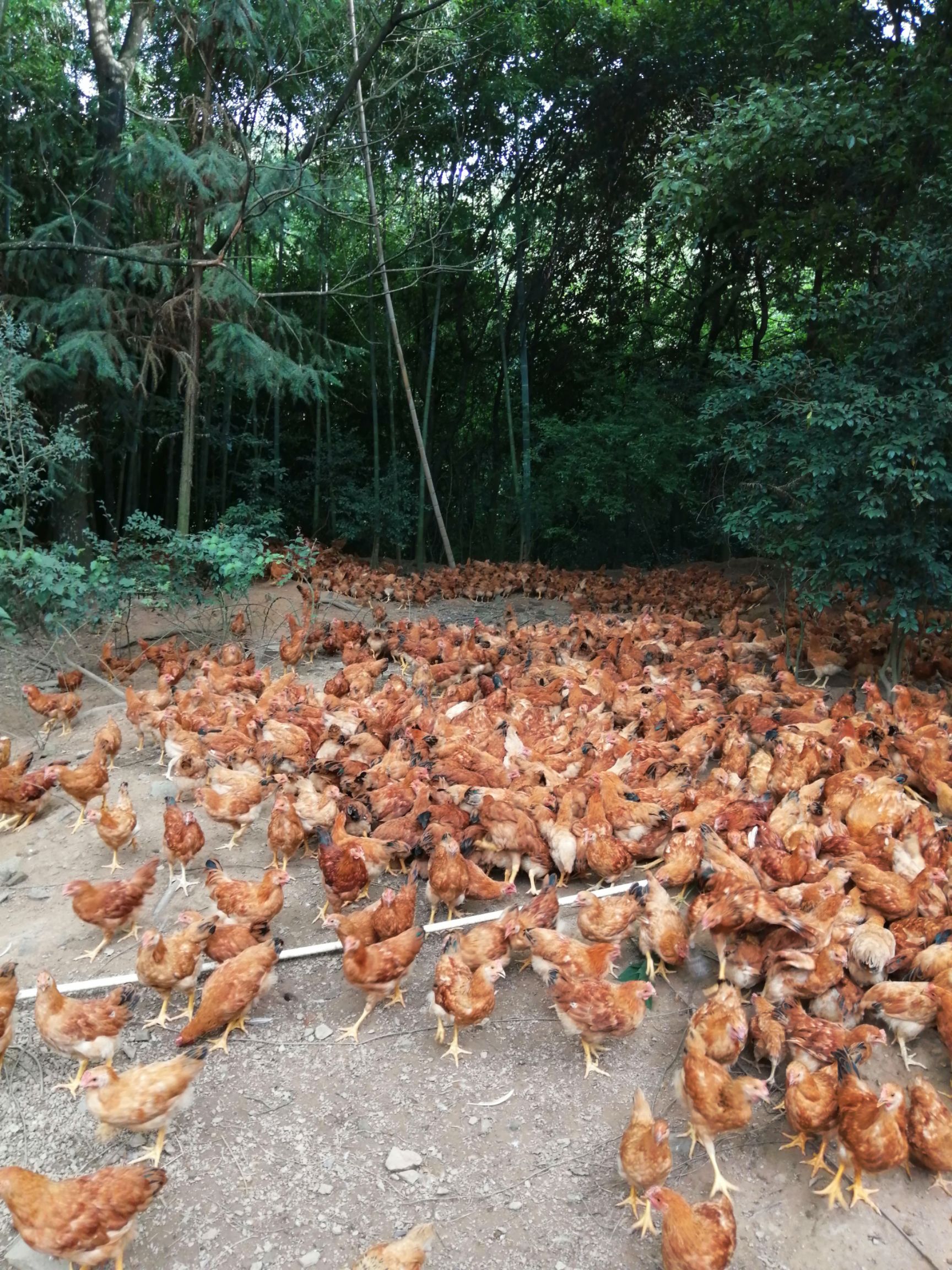 品种名:阉鸡 单只重:2-3斤 用途:肉鸡 类型:统货 生长期:6月