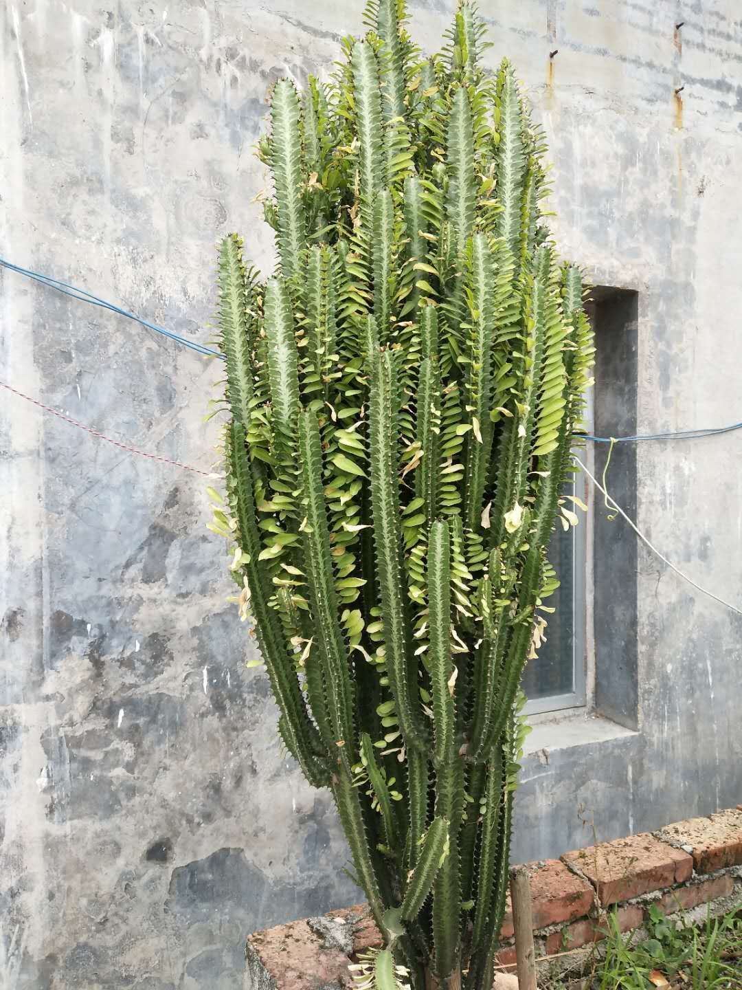 青龙骨 龙骨,别名三角霸王鞭,彩云阁,很多人以为其为仙人掌科植物