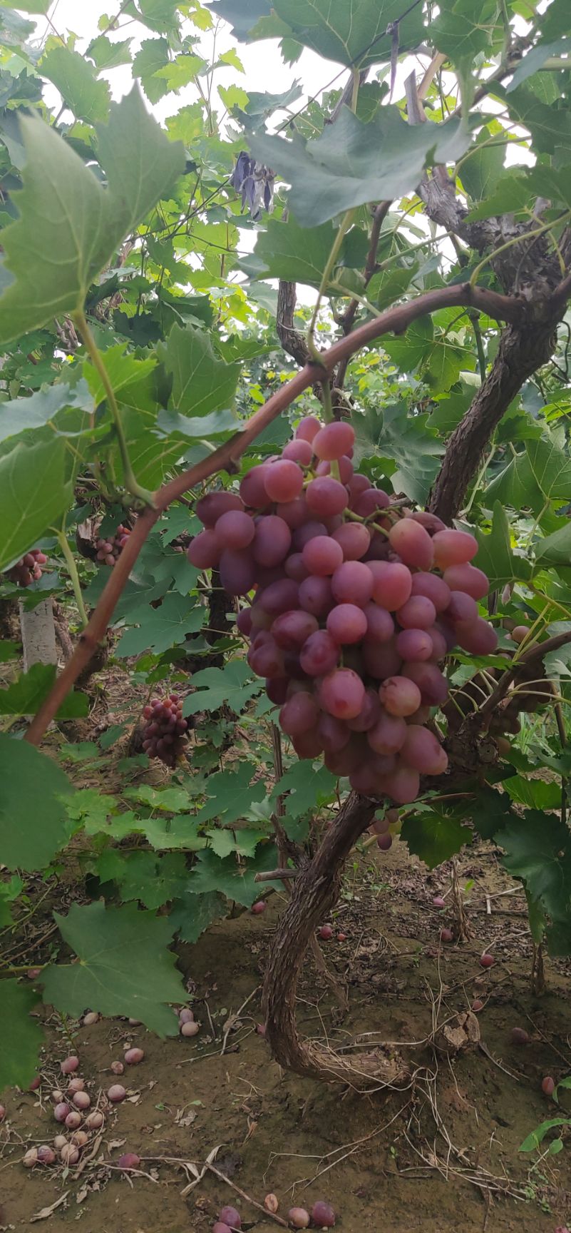 冰糖巨峰葡萄大量上市