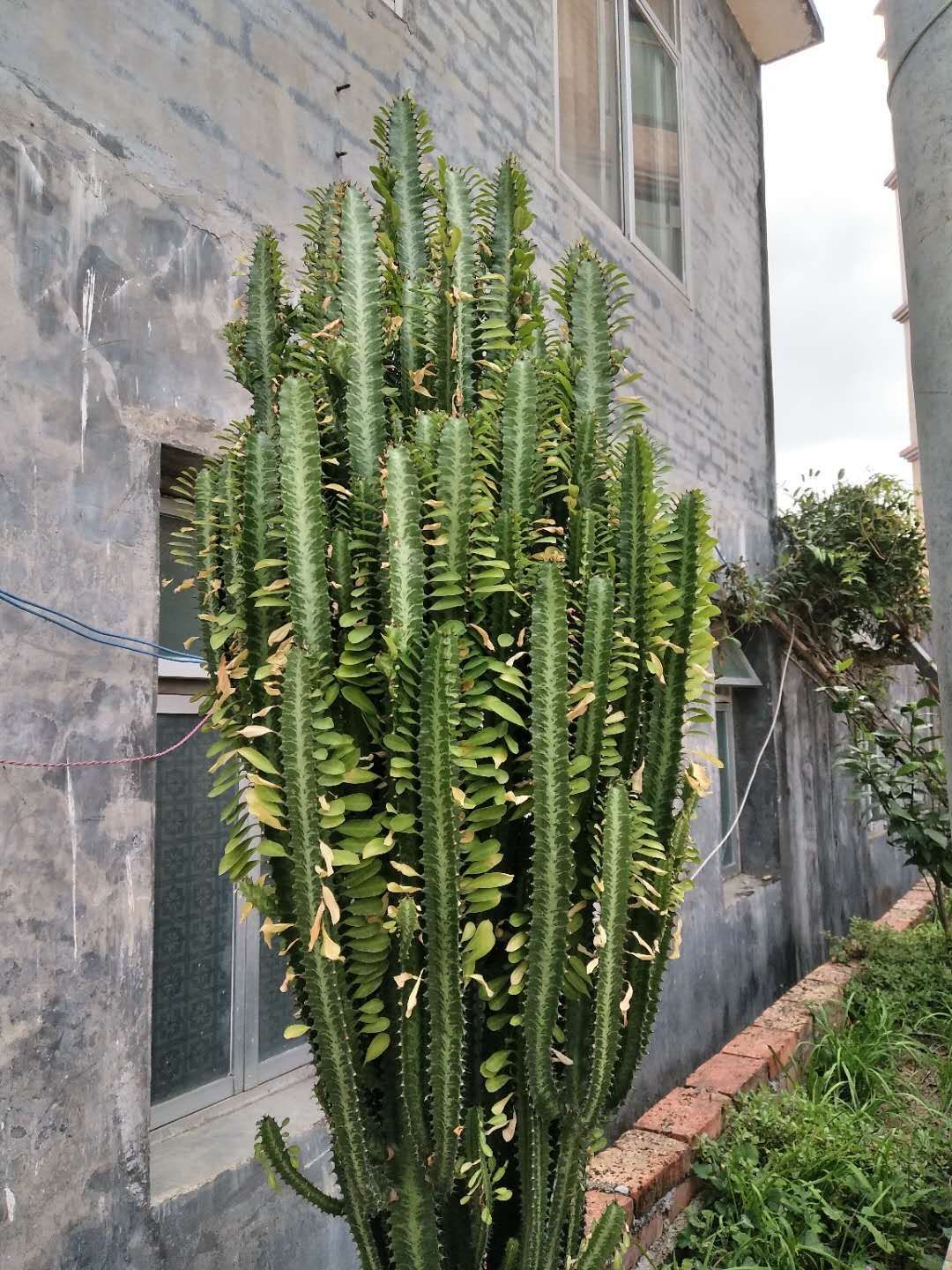 青龙骨 龙骨,别名三角霸王鞭,彩云阁,很多人以为其为仙人掌科植物