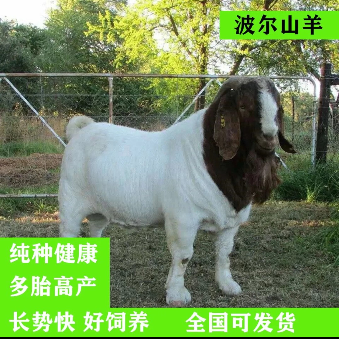 肉羊纯种波尔山羊 成年孕羊 羔羊 种公羊 免运输