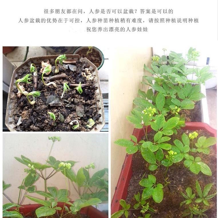 人参种苗长白山人参新鲜人参盆栽苗开花盆栽种苗包邮